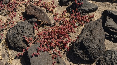 Dacia - постпродажни услуги